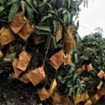 st Fruit Paper Bag Making Machines 2024: Specs & Pricing